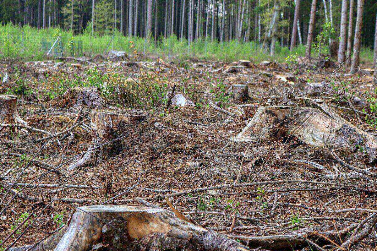 Abattage d'arbre à Samoreau : intervention rapide et suppression en toute sécurité