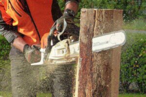 Élagage d'arbres à Vulaines-sur-Seine : Taille d'arbres pour sécurité et esthétique