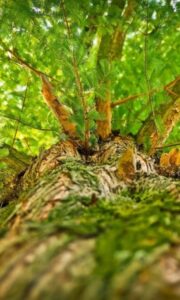 abattage d'arbres dans le 77