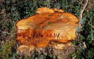 Dessouchage d'arbres dans le 77