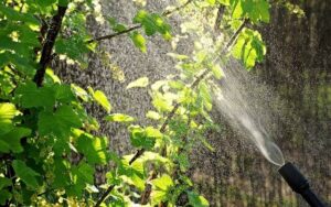 Traitement des arbres dans le 77