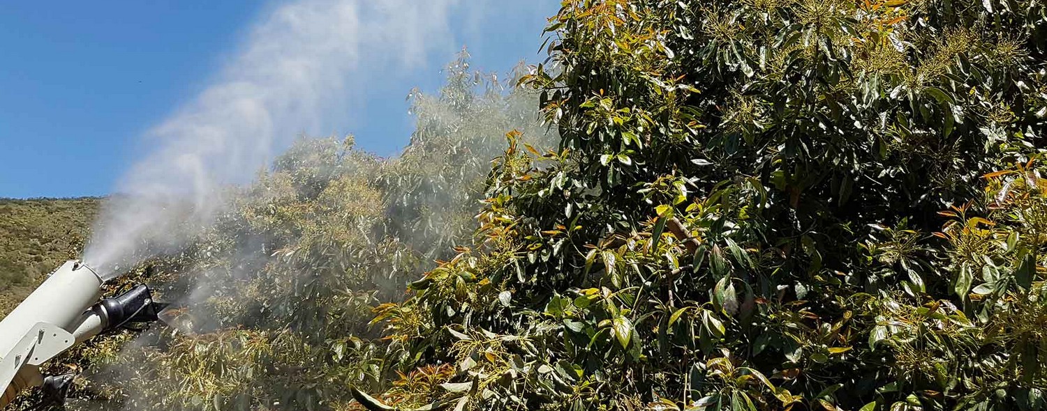 Traitement des arbres à Melun (77)