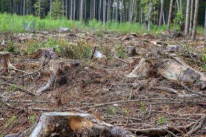 Abattage d'arbre à Samoreau : intervention rapide et suppression en toute sécurité