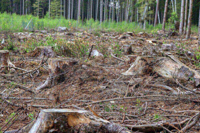 Service d'abattage et suppression d'arbres rapide à Samoreau