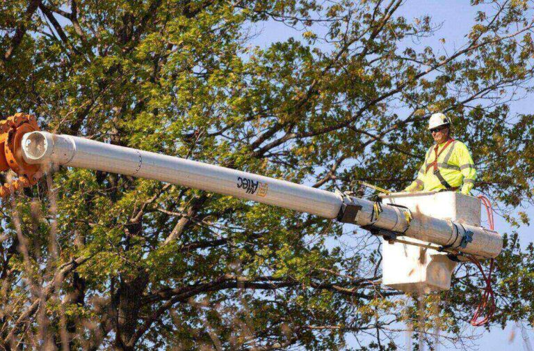 Élagueur à Veneux-les-Sablons : taille et entretien professionnel des arbres