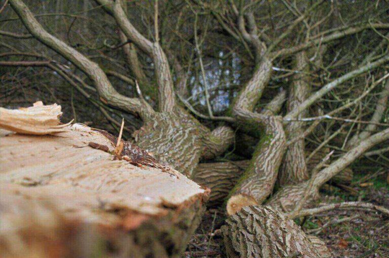 Services de traitement et protection durable des arbres à Moret-Loing-et-Orvanne