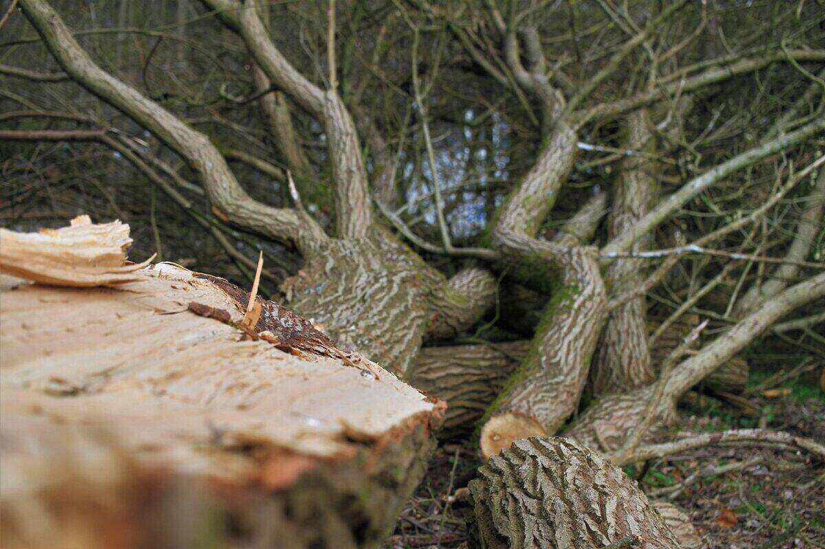 Services de traitement et protection durable des arbres à Moret-Loing-et-Orvanne